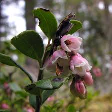 Attēlu rezultāti vaicājumam “Vaccinium vitis-idaea bud”