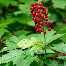 Attēlu rezultāti vaicājumam “Actaea spicata fruit”