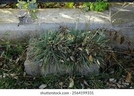 Attēlu rezultāti vaicājumam “Koeleria glauca”