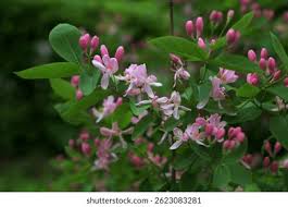 Attēlu rezultāti vaicājumam “Lonicera tatarica flower”