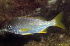 Image result for Pomadasys incisus