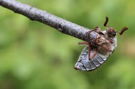 Attēlu rezultāti vaicājumam “Melolontha hippocastani imago”