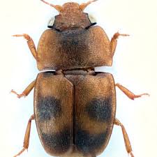 Attēlu rezultāti vaicājumam “Epuraea sp.”