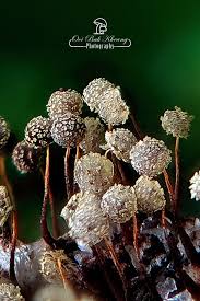 Attēlu rezultāti vaicājumam “Oligonema persimile spores”