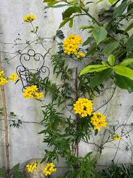 Image result for Calceolaria integrifolia