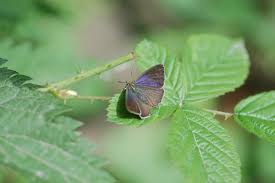 Attēlu rezultāti vaicājumam “Favonius quercus”