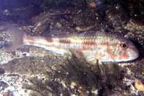 Image result for Mullus surmuletus