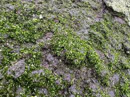 Attēlu rezultāti vaicājumam “Chlorophyta”