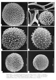 Attēlu rezultāti vaicājumam “Comatricha tenerrima spores”