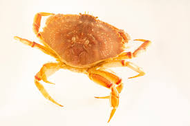 Image result for Cancer irroratus