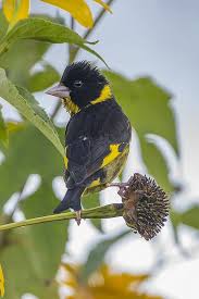 Attēlu rezultāti vaicājumam “Chloris chloris male”