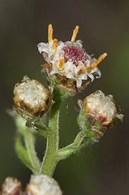 Attēlu rezultāti vaicājumam “Antennaria dioica male flower”
