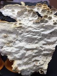 Attēlu rezultāti vaicājumam “Antrodia serialis”