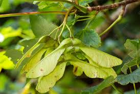 Attēlu rezultāti vaicājumam “Acer pseudoplatanus fruit”