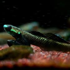 Attēlu rezultāti vaicājumam “Alloeotomus sp.”