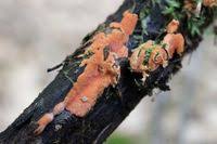 Attēlu rezultāti vaicājumam “Hypomyces armeniacus”