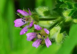 Attēlu rezultāti vaicājumam “Geranium pusillum flower”