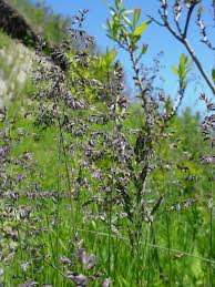 Attēlu rezultāti vaicājumam “Poa pratensis fruit”
