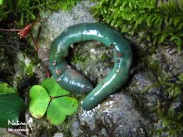 Attēlu rezultāti vaicājumam “Lumbricidae”
