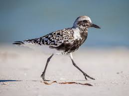 Attēlu rezultāti vaicājumam “Pluvialis squatarola”