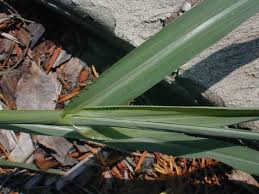 Attēlu rezultāti vaicājumam “Echinochloa crus-galli leaf”