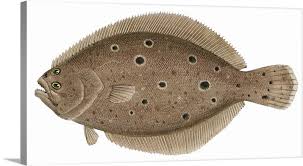 Image result for Paralichthys dentatus