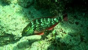 Image result for Sparisoma viride