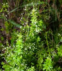 Attēlu rezultāti vaicājumam “Galium triflorum leaf”