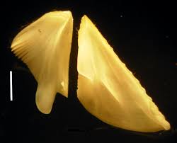 Attēlu rezultāti vaicājumam “Balanus improvisus”