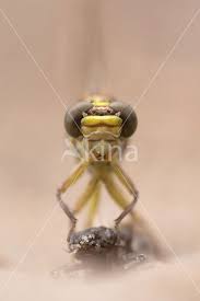 Attēlu rezultāti vaicājumam “Gomphus flavipes”