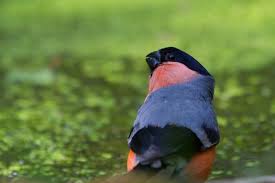 Attēlu rezultāti vaicājumam “Pyrrhula pyrrhula”