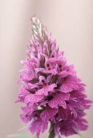 Attēlu rezultāti vaicājumam “Dactylorhiza fuchsii flower”