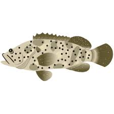 Image result for Arctogadus glacialis