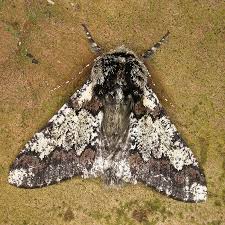 Attēlu rezultāti vaicājumam “Biston strataria”