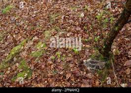 Attēlu rezultāti vaicājumam “Scolopax rusticola nest”