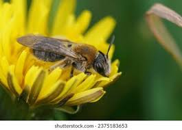 Attēlu rezultāti vaicājumam “Arctophila superbiens”