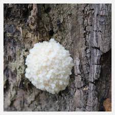 Attēlu rezultāti vaicājumam “Reticularia lycoperdon young”