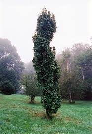 Attēlu rezultāti vaicājumam “Sorbus alnifolia”