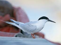 Image result for Sterna dougallii