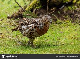 Attēlu rezultāti vaicājumam “Tetrao urogallus female”