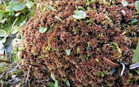 Attēlu rezultāti vaicājumam “Sphagnum warnstorfii”