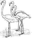 Flamingo coloring page