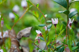 Attēlu rezultāti vaicājumam “Oxycoccus flower”