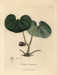 Attēlu rezultāti vaicājumam “Asarum europaeum flower”
