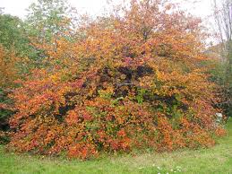 Attēlu rezultāti vaicājumam “Crataegus persimilis”