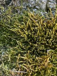 Attēlu rezultāti vaicājumam “Cratoneuron filicinum”