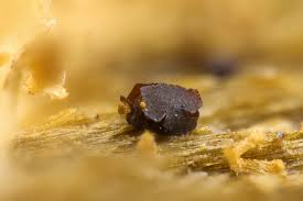 Attēlu rezultāti vaicājumam “Licea minima”