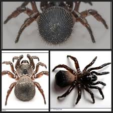 Attēlu rezultāti vaicājumam “Tettigoniodea exuvia”