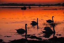 Image result for Sussex Swans