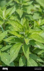 Attēlu rezultāti vaicājumam “Eupatorium cannabinum leaf”